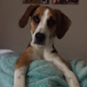 Meet your Posher, Perry